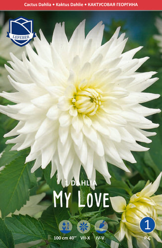 Георгина кактусовая My Love /1шт