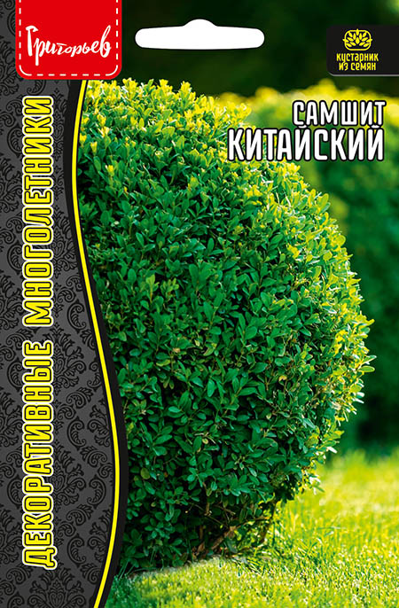 Самшит Китайский