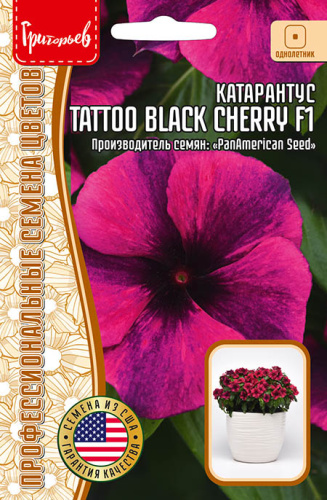 Катарантус Тату F1 Блэк Черри (Tattoo Black Cherry)