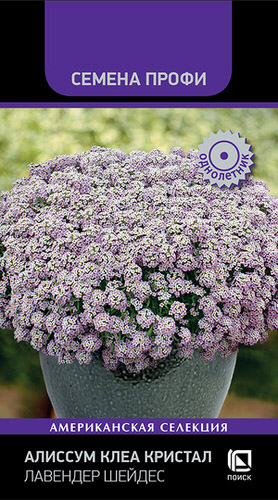 Алиссум Клеа Кристал F1 Лавендер Шейдес 