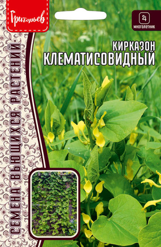 Кирказон Клематисовидный