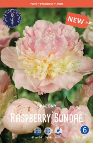 Пион Расбери Сандей /1шт