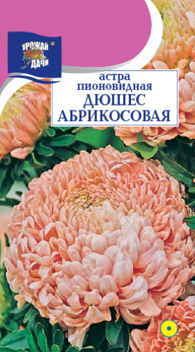 Астра Дюшес абрикосовая пионовидная