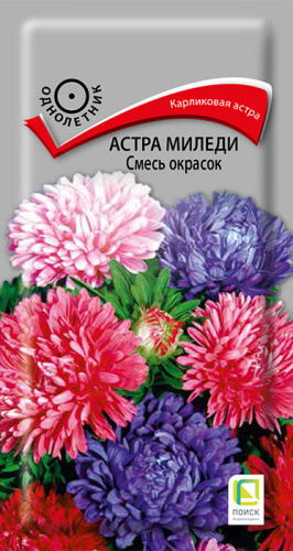 Астра миледи Смесь окрасок