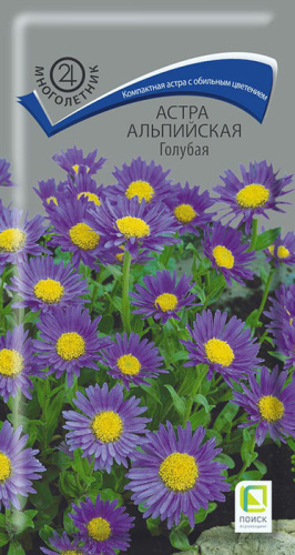 Астра альпийская Голубая