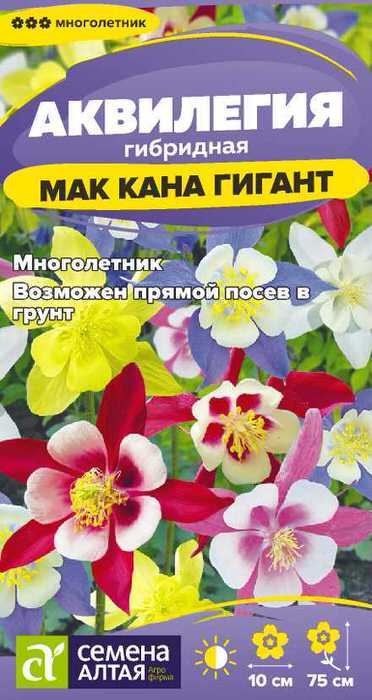 Аквилегия Маккана Гигант 
