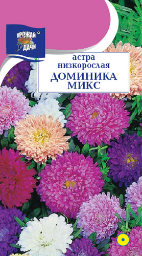 Астра Доминика Микс низкорослая