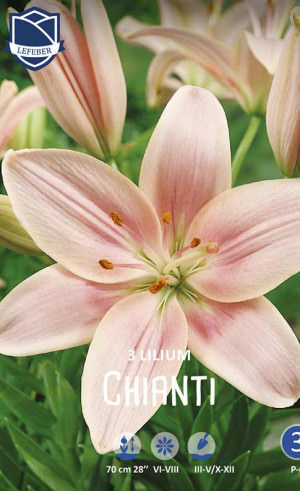 Лилия Кьянти /3шт