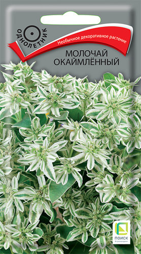 Молочай окаймленный 