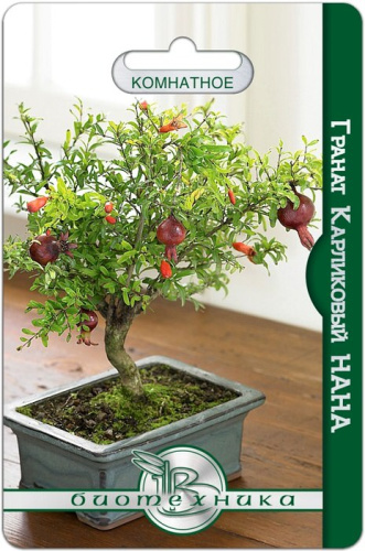 Гранат Карликовый Нана