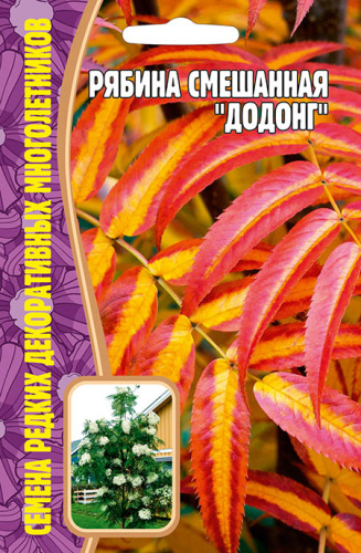 Рябина Додонг смешанная