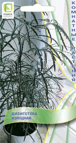 Дизиготека изящная