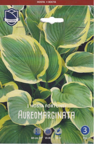 Хоста fortunei Aureomarginata /1шт