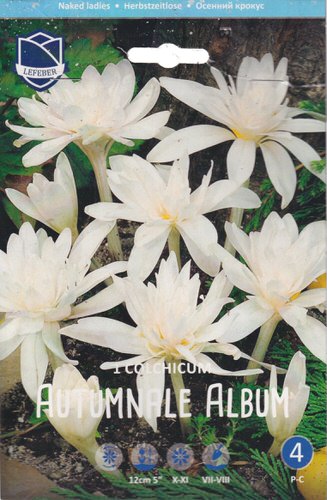 Безвременник autumnale "Album" (1х1шт)
