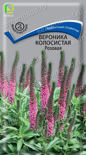 Вероника колосистая Розовая