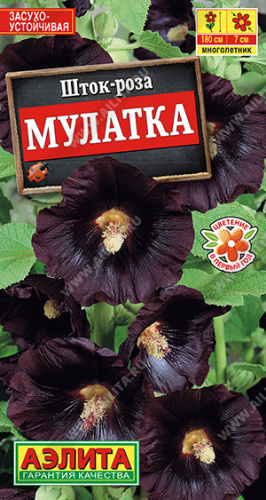 Шток-роза Мулатка