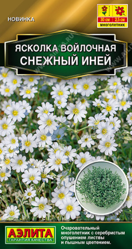 Ясколка Снежный иней