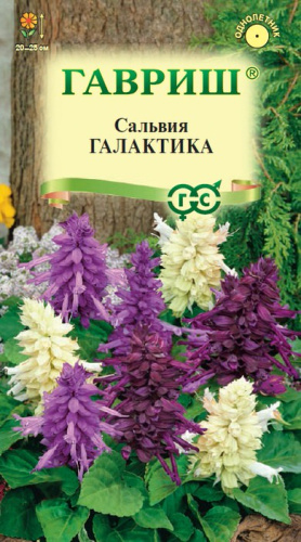 Сальвия Галактика, смесь карликовая