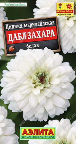 Цинния Дабл Захара белая