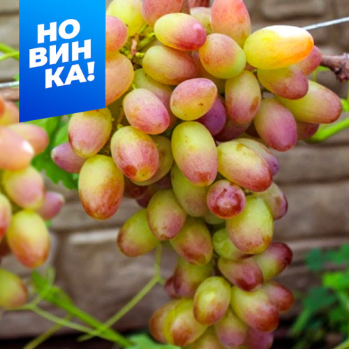 Виноград Фаберже