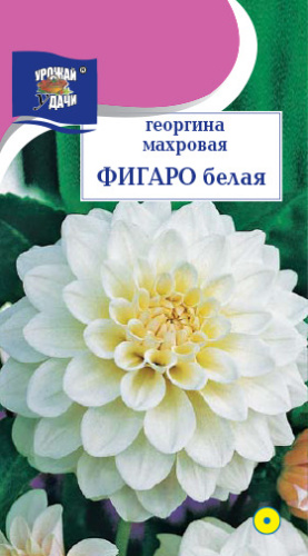 Георгина Фигаро Белая 