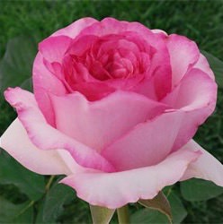 Роза Белла Вита