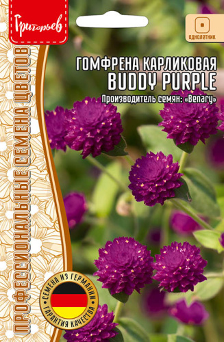 Гомфрена Buddy Purple карликовая  