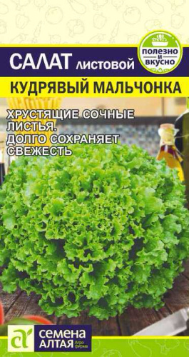 Салат Кудрявый Мальчонка 
