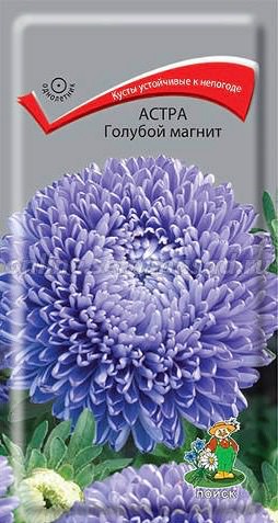 Астра Голубой магнит