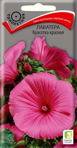 Лаватера Красотка красная