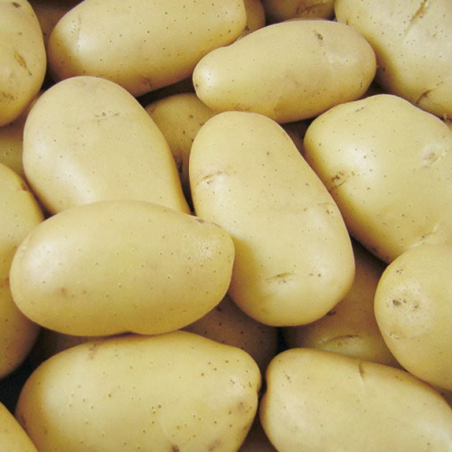 Картофель семенной Невский (элита) 2кг