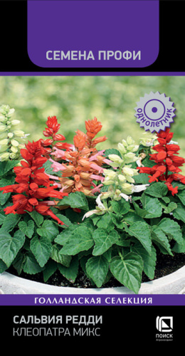 Сальвия Редди Клеопатра Микс