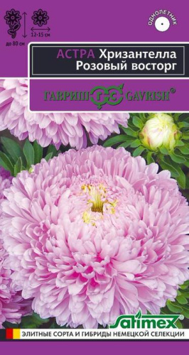 Астра Хризантелла Розовый восторг