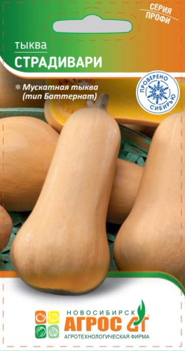 Тыква Страдивари