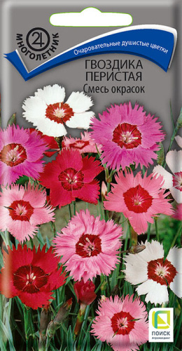 Гвоздика перистая, смесь 