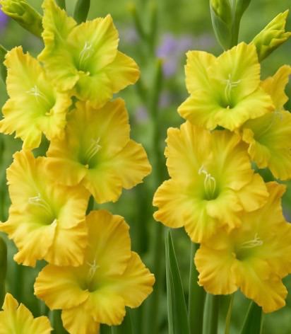 Гладиолус Блитц Фьюжен /10шт