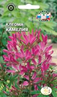 Клеома Камелия  купить