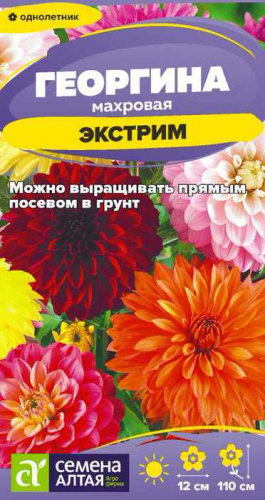 Георгина Экстрим 