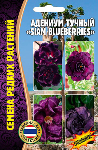Адениум Сиамская черника (Siam Blueberries)