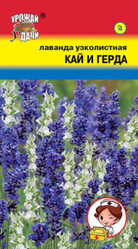 Лаванда Кай и Герда узколистная 