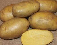 Картофель семенной Гулливер 2кг (Суперэлита) купить