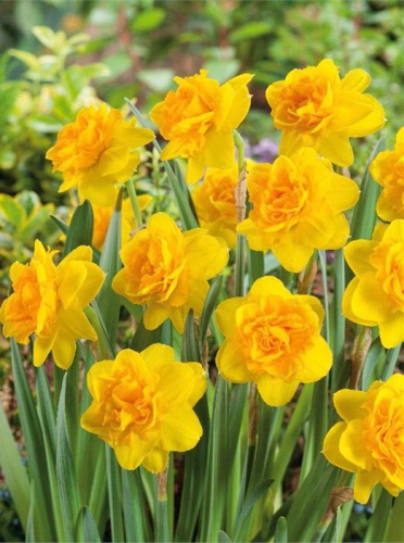 Нарцисс Дабл Санрайз /5шт