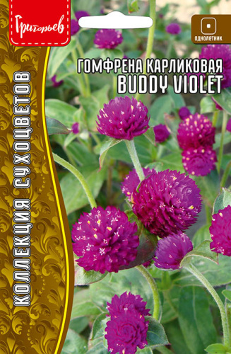 Гомфрена Бадди Фиолетовая (Buddy Violet) карликовая