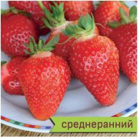 Земляника Азия садовая  купить