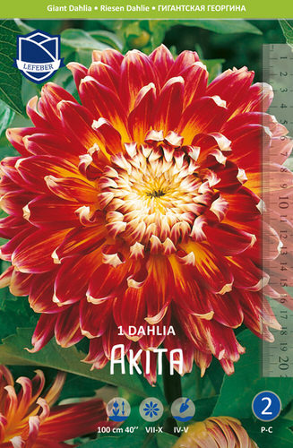 Георгина гигантская Akita /1шт