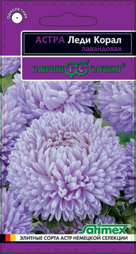 Астра Леди Коралл лавандовая 