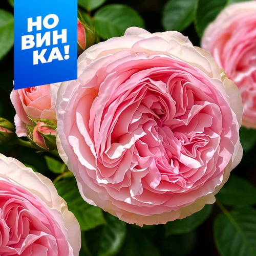 Роза Пьер де Ронсар