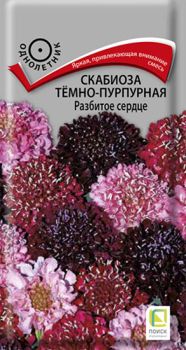 Скабиоза Разбитое сердце темно-пурпурная
