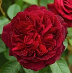 Роза Черный Жемчуг