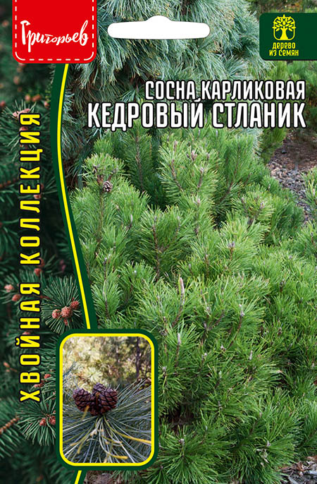 Сосна Кедровый Стланик карликовая